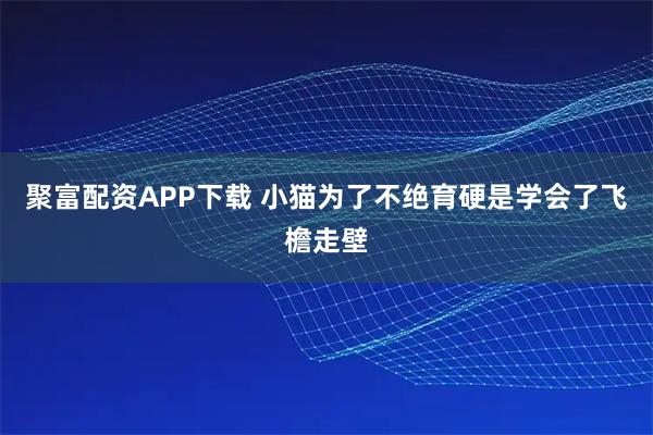 聚富配资APP下载 小猫为了不绝育硬是学会了飞檐走壁